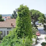 Platoni Elite